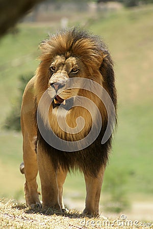 Male African Lion on the prowl Stock Photo