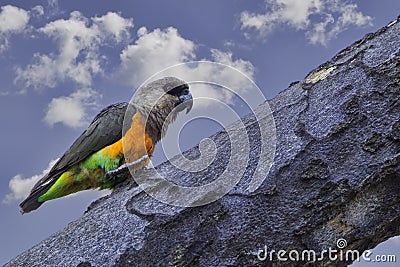 Male African Orange-bellied Parrot Stock Photo