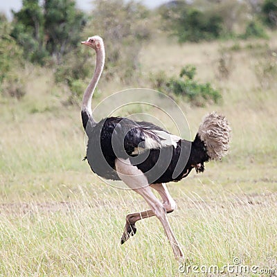 Male of African ostrich running Stock Photo