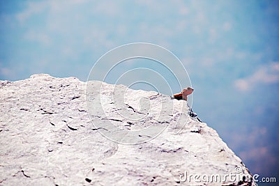 Male agama on cliffside rock Stock Photo