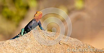 A male Agama Lizard Stock Photo