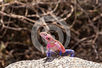 A male agama lizard standing on a rock Stock Photo