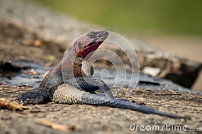 Male agama lizard turning head on rocks Stock Photo