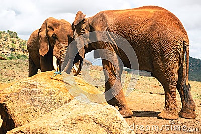 A male Agama Lizard on a volcanic rock in against the background of African Elephants at Tsavo East National Park in Kenya Stock Photo