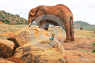 A male Agama Lizard on a volcanic rock in against the background of African Elephants at Tsavo East National Park in Kenya Stock Photo