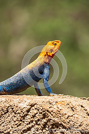 A male Agama Lizard on a volcanic rock in the wild at Tsavo East National Park in Kenya Stock Photo