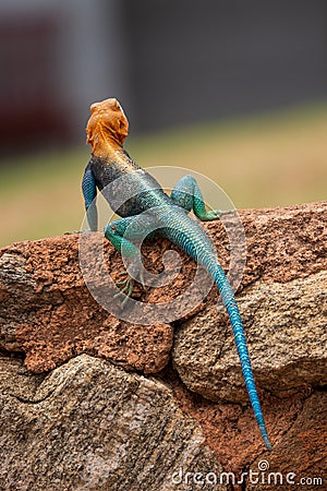 A male Agama Lizard on a volcanic rock in the wild at Tsavo East National Park in Kenya Stock Photo