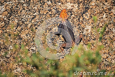 Male agama on a rock Stock Photo