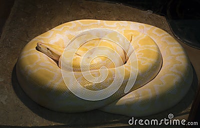 Male Albino Burmese Python Stock Photo