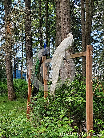 Male albino Peacock Stock Photo