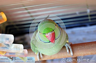 Male Alexandrine parakeet Stock Photo
