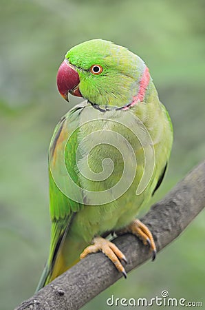 Male Alexandrine Parakeet Stock Photo