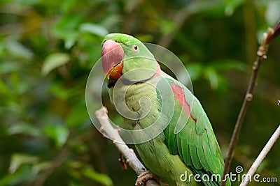 Male Alexandrine Parakeet (Psittacula eupatria) Stock Photo