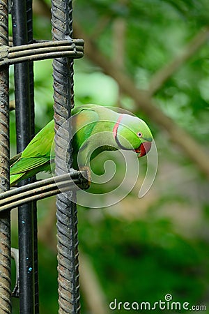Male Alexandrine Parakeet (Psittacula eupatria) Stock Photo