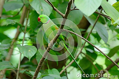 Male Alexandrine Parakeet (Psittacula eupatria) Stock Photo