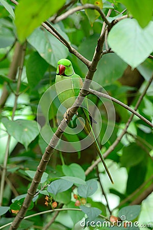 Male Alexandrine Parakeet (Psittacula eupatria) Stock Photo