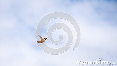 Allen`s Hummingbird Male Hovering Stock Photo