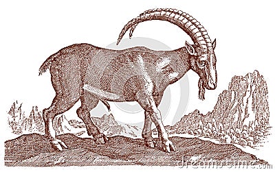 Male alpine ibex capra with huge curved horns standing in a mountainous landscape Vector Illustration
