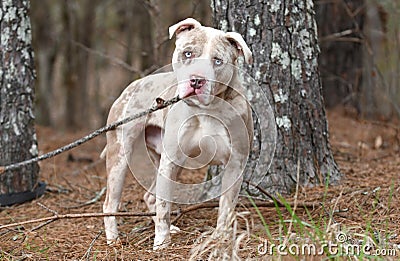 Male American Bulldog and Catahoula mix dog with blue eyes outside on leash Stock Photo