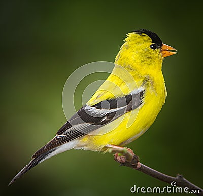 Male American golden finch on twig Stock Photo