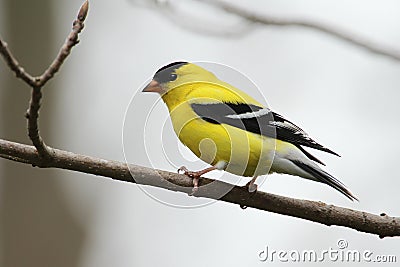 Male American Goldfinch Stock Photo