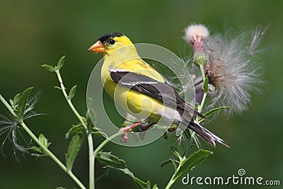 Male American Goldfinch Stock Photo