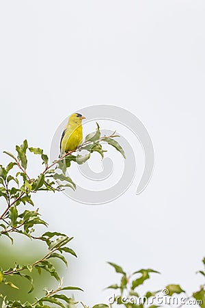 .Male American goldfinch in the Beaver Marsh.Cuyahoga Valley National Park.Ohio.USA Stock Photo