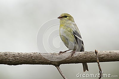 Male American Goldfinch in Spring Moult Stock Photo