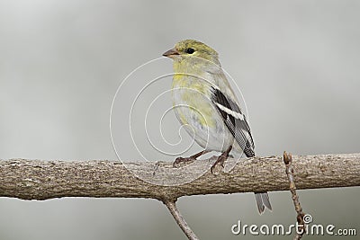 Male American Goldfinch in Spring Moult Stock Photo