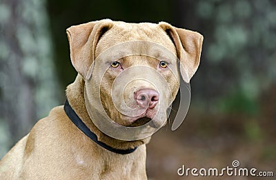 Male American Pitbull Terrier dog, pet adoption photography Stock Photo