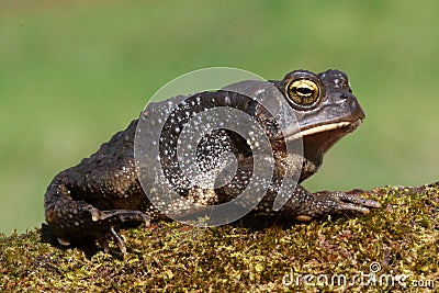 Male American Toad (Bufo americanus) Stock Photo