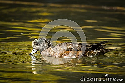 Male wigeon drinks water in the pond. Stock Photo