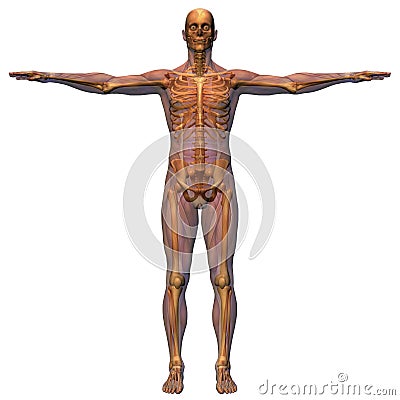 Male Anatomy - Musculature wit Cartoon Illustration