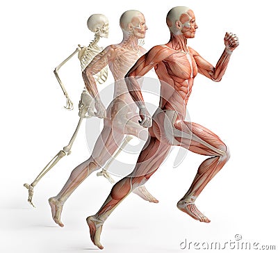 Male anatomy running Stock Photo