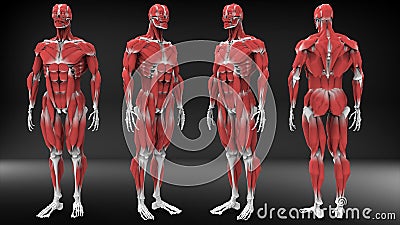 Male anatomy view Cartoon Illustration