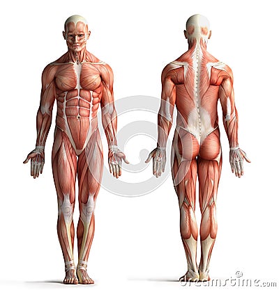 Male anatomy view Stock Photo