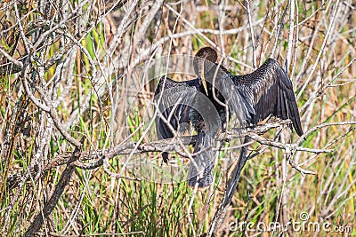 Male Anhinga drying wings on a mangrove tree. Stock Photo