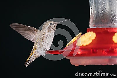 Male Anna`s Hummingbird. Stock Photo