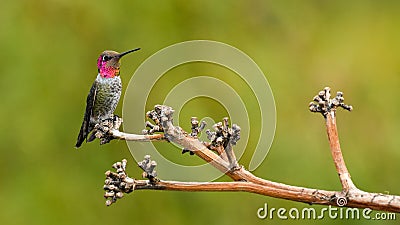 A Male Anna`s Hummingbird Perches on a Small Branch in Arizona Stock Photo