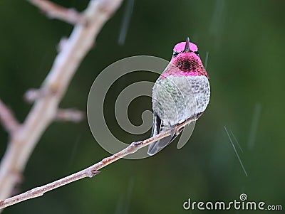 Male Anna`s Hummingbird in the Rain Stock Photo