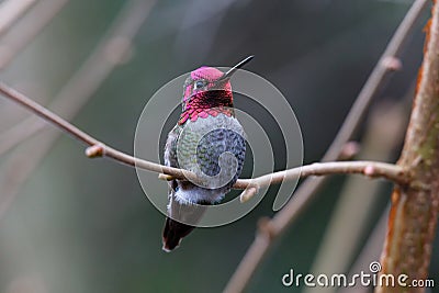 Male Annas Hummingbird Stock Photo