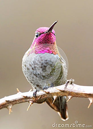 A Male Annas Hummingbird with its Pink Feathers Stock Photo