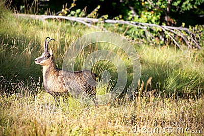 Male apennine chamois Stock Photo