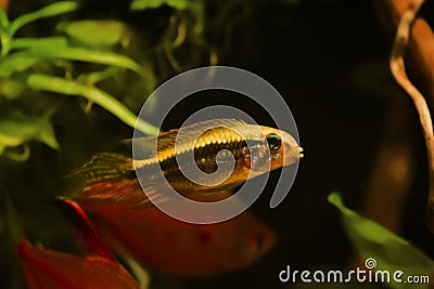 Male Apistogramma mendezi, rare exotic freshwater dwarf cichlid fish in beautiful coloration, caught near Barcelos, Rio Negro Stock Photo