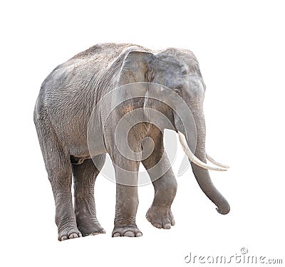 Male asia elephant isolated Stock Photo