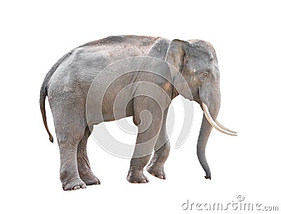 Male asia elephant isolated Stock Photo