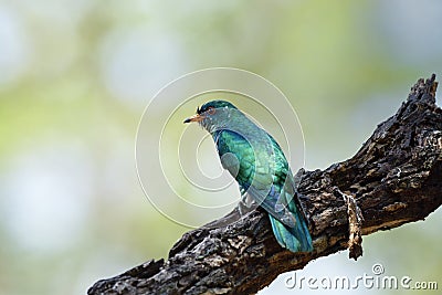 Male of Asian emerald cuckoo Chrysococcyx maculatus resting on black burned timber over fine green background Stock Photo