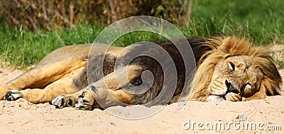 Male Asiatic lion dozing at Chester Zoo Stock Photo