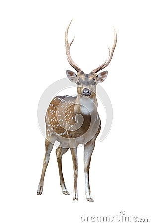 Male axis deer Stock Photo