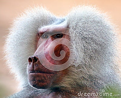 Male baboon looking angry Stock Photo